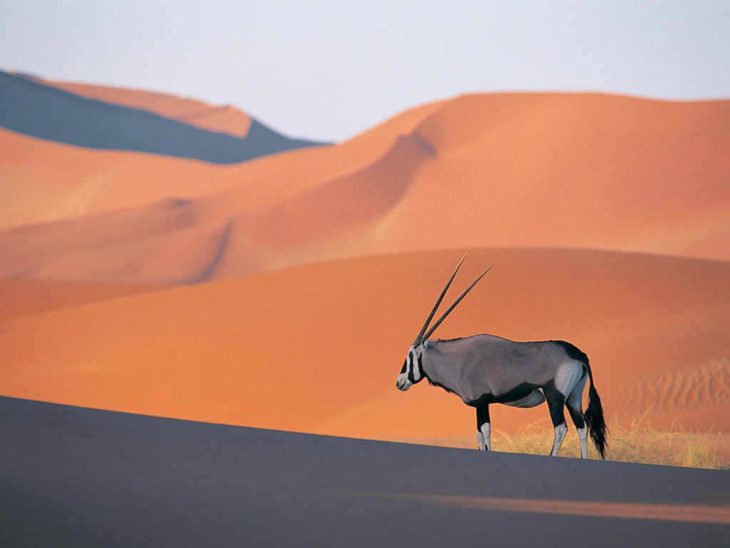 oryx-antelope